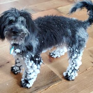 A picture of a dog named Stormie