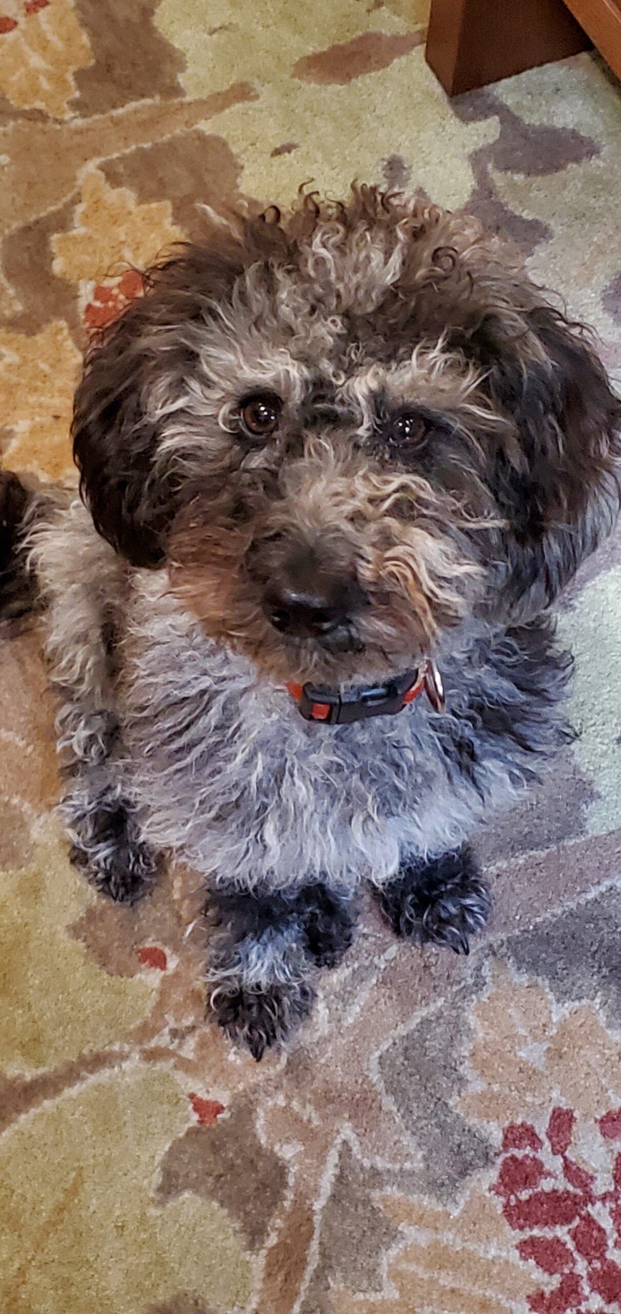 A picture of a dog named Stormie