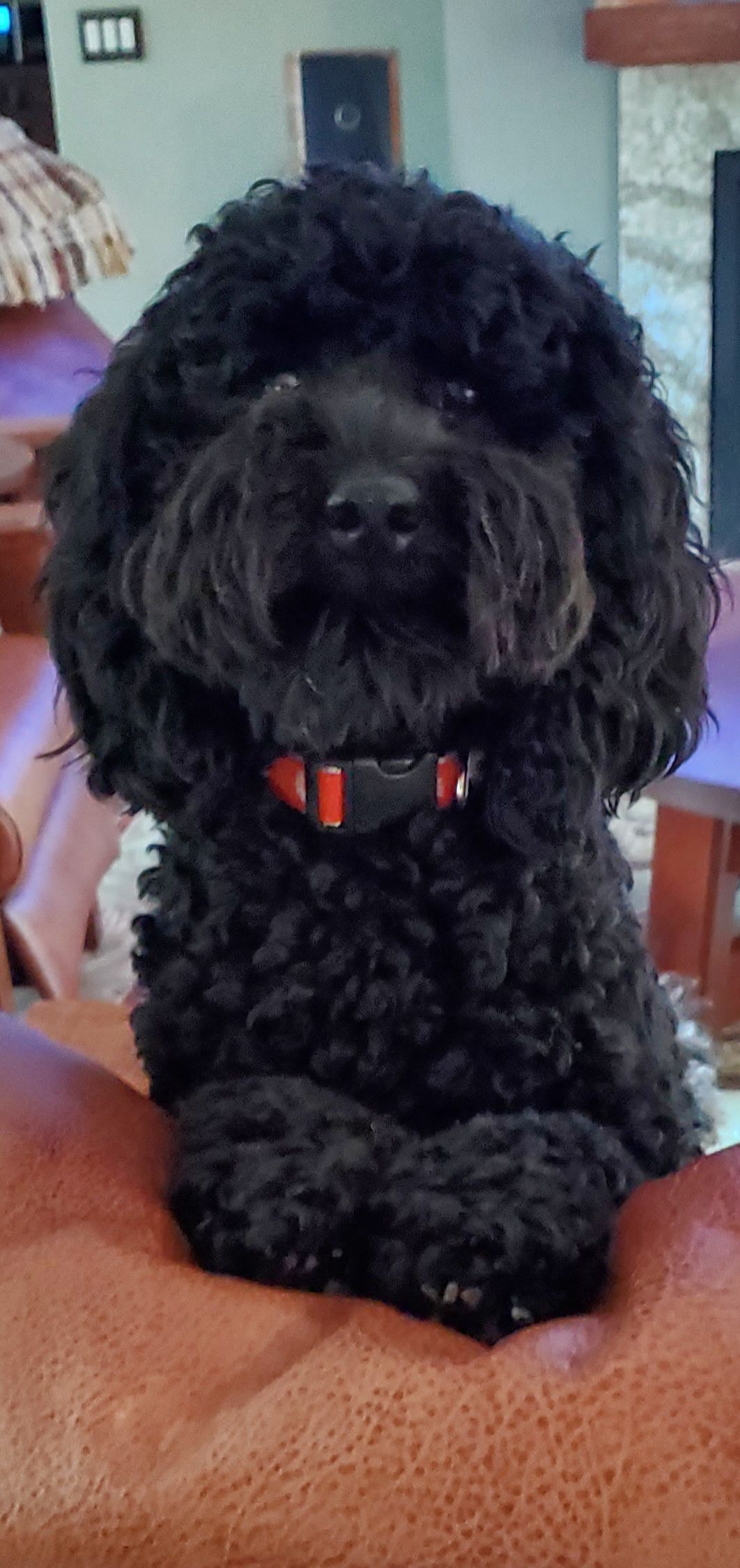 A picture of a dog named Rainie