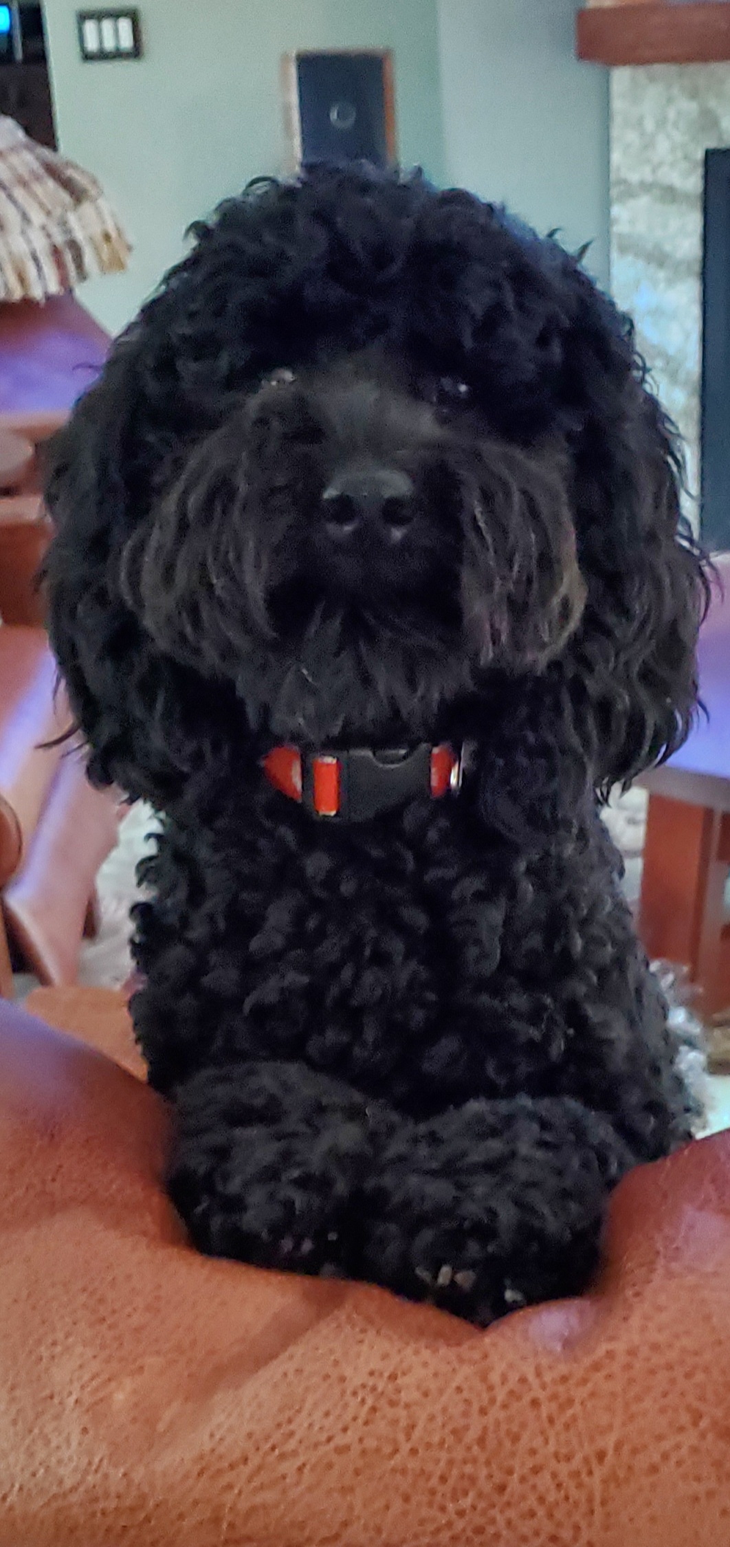 A picture of a dog named Rainie